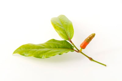 皮帕苏，爪哇龙椒，逆行胡椒，白底草本植物，