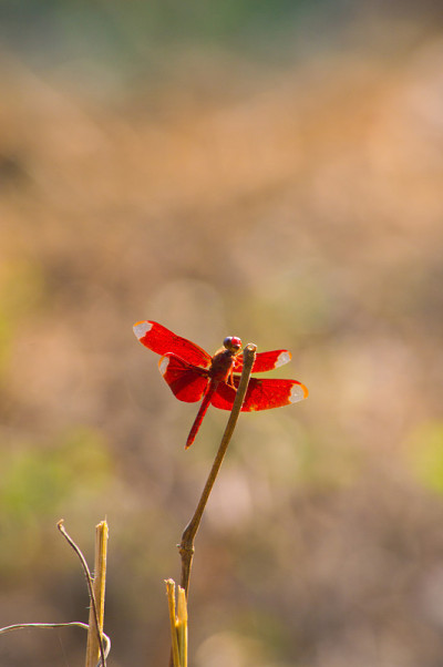 蜻蜓