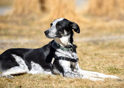 可爱的边境牧羊犬躺在阳光下
