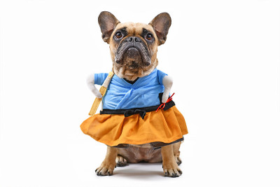 法国斗牛犬狗穿着有趣的日本风格的服装孤立在白色的背景