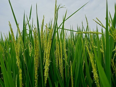 稻田