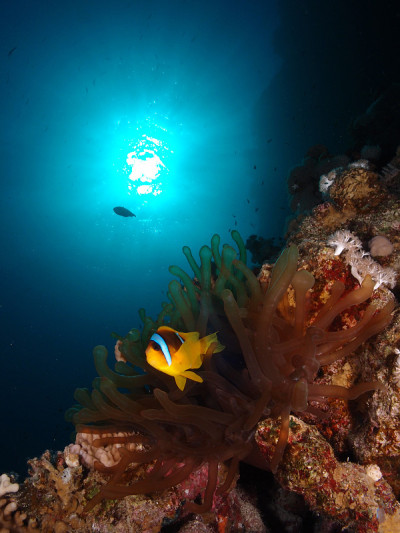 海葵和阳光