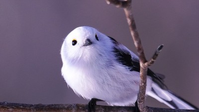 Shimaenaga栖居于北海道