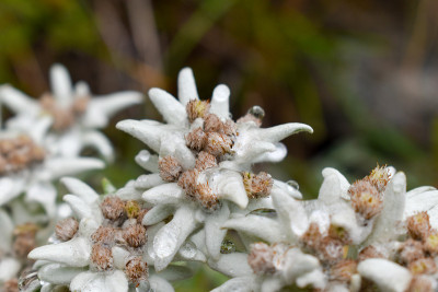 雪绒花(Leontopodium alpinum)，是阿尔卑斯山的象征。