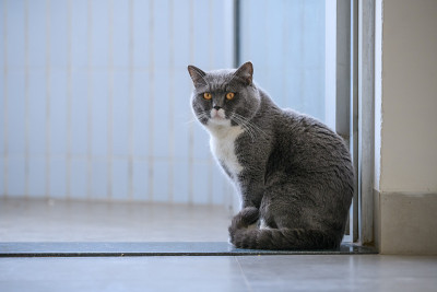 可爱的英国短毛猫，在室内拍摄