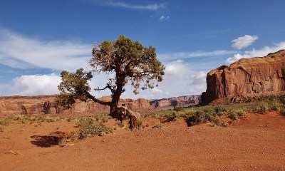 老扭曲树和雨神Mesa，纳瓦霍部落公园，纪念碑谷，美国犹他州