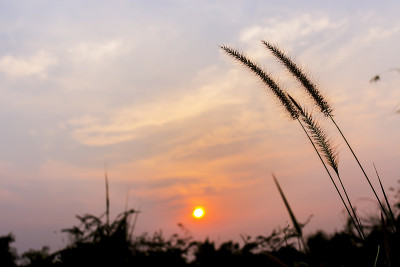 草花的特写与软焦点在背景。在阳光