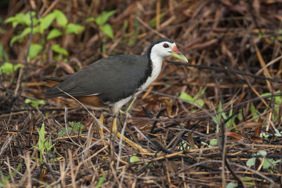 白胸Waterhen