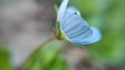 蓝花