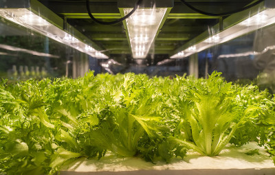 Led照明室内农场技术的温室蔬菜种植