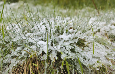霜和融化的雪覆盖着草地