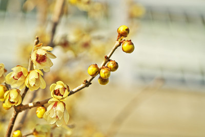 Chimonanthus praecox