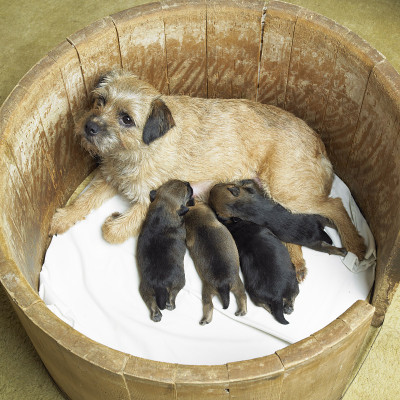 博德猎狐犬