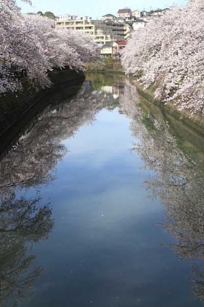 日本横滨大冈河边的一排樱花树