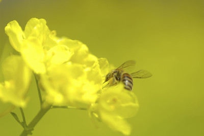 花和蜜蜂
