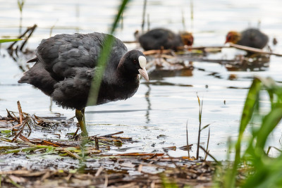 欧亚白骨顶(Fulica atra)，也被称为普通白骨顶，或澳大利亚白骨顶，是秧鸡科的一员。