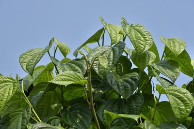 槟榔叶植物
