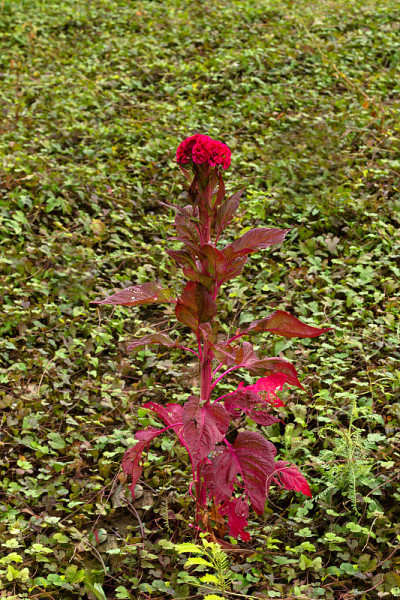 中国羊毛花