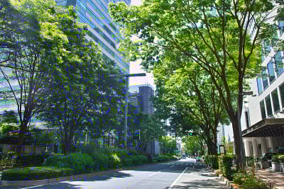 新宿的翠绿