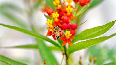 蜜蜂