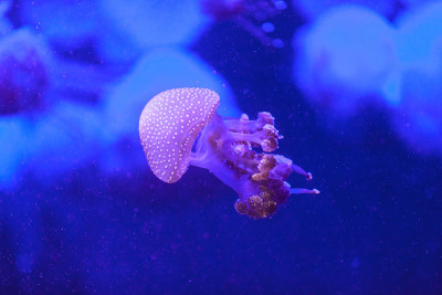 澳洲花斑水母