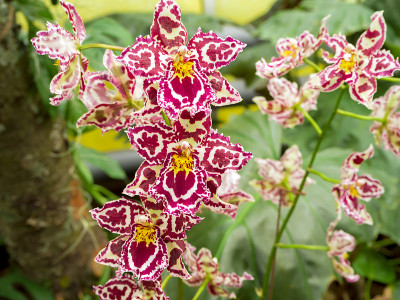 美丽的花:兰花，