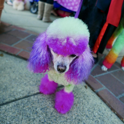 万圣节的贵宾犬