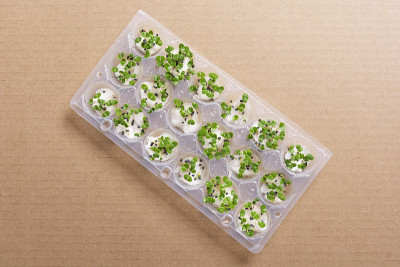 新鲜的芽，在塑料泡里发芽的种子鸡蛋放在回收的纸板上