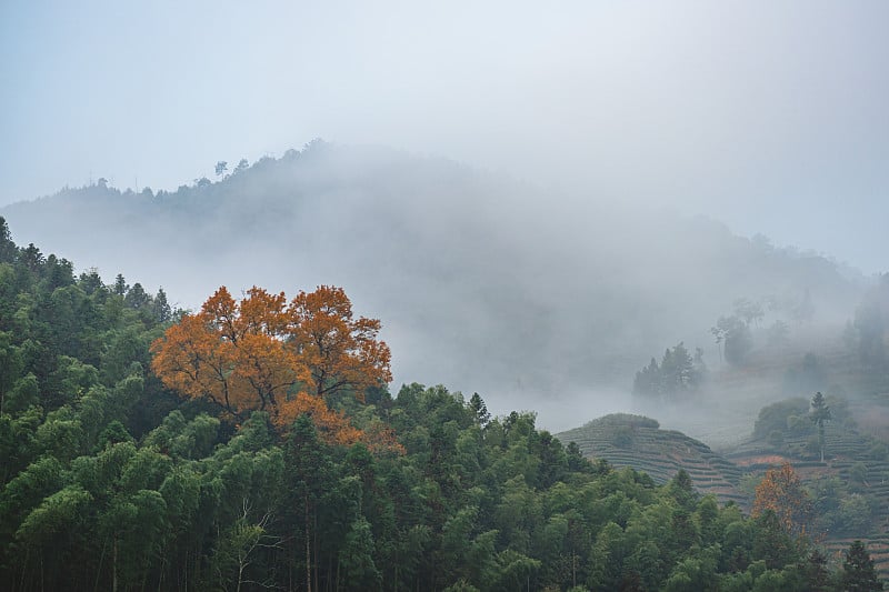 茶山和森林在晨雾中