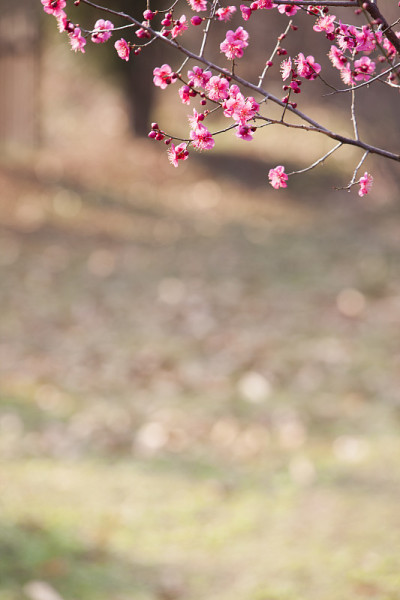 洋李;花