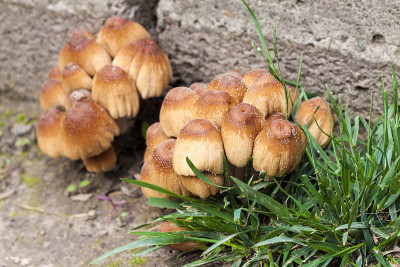 闪光墨盖菇(Coprinellus micaceus)的幼子实体特写