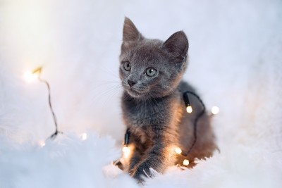 小猫玩着一串灯