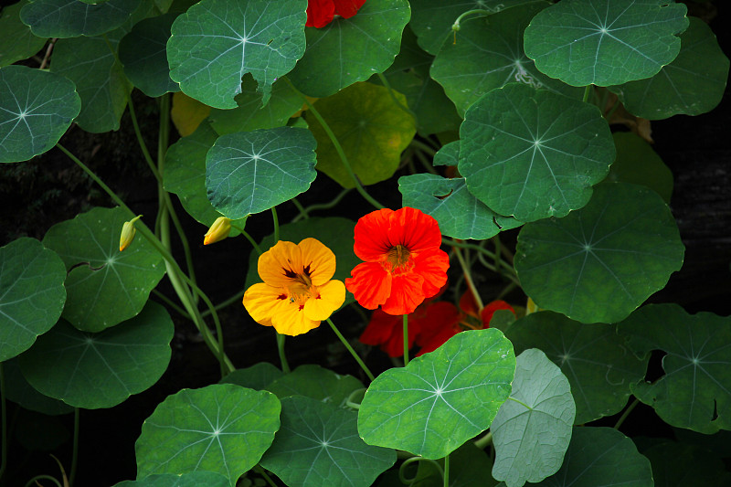 花红黄相间