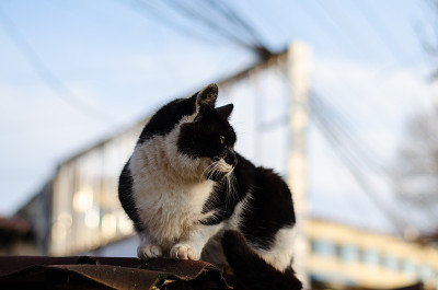街猫。院子里，一只被遗弃的斑点猫。受过严格训练的宠物。