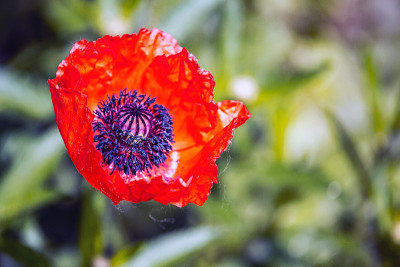 花,