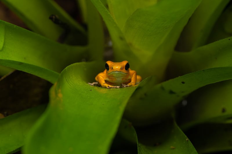 草莓毒镖蛙(ophaga pumilio Bastimentos)