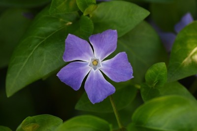 长春花大花。