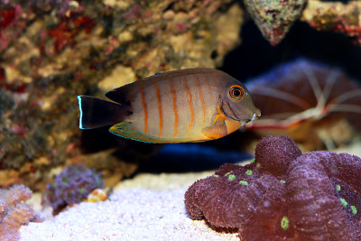拟态伊布里堂(Acanthurus tristis)