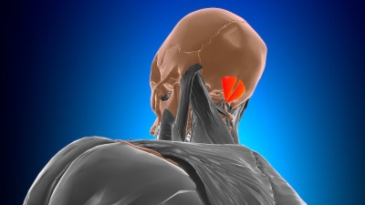 头直肌后小肌解剖医学概念3D