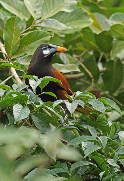 蒙特祖玛Oropendola