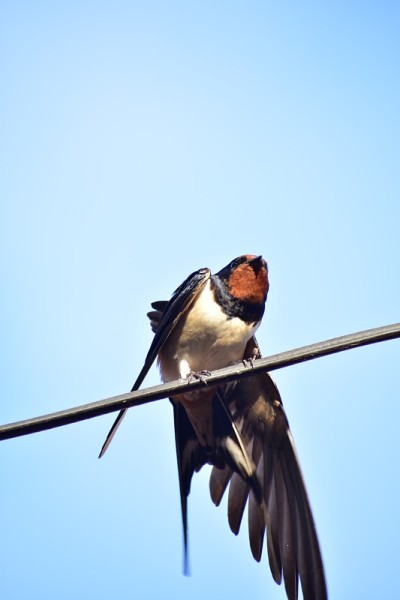 欧洲燕子[Hirundo rustica]
