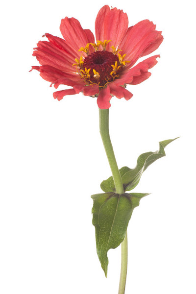 花孤立在白色上