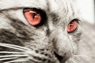 猫的特写镜头