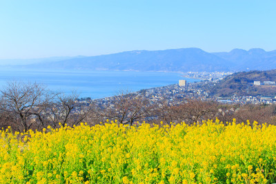 油菜花和相模湾