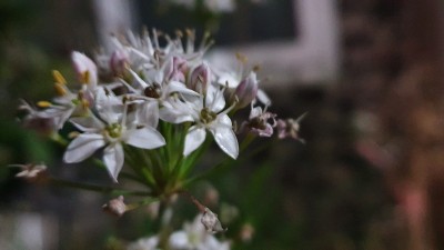 花近距离
