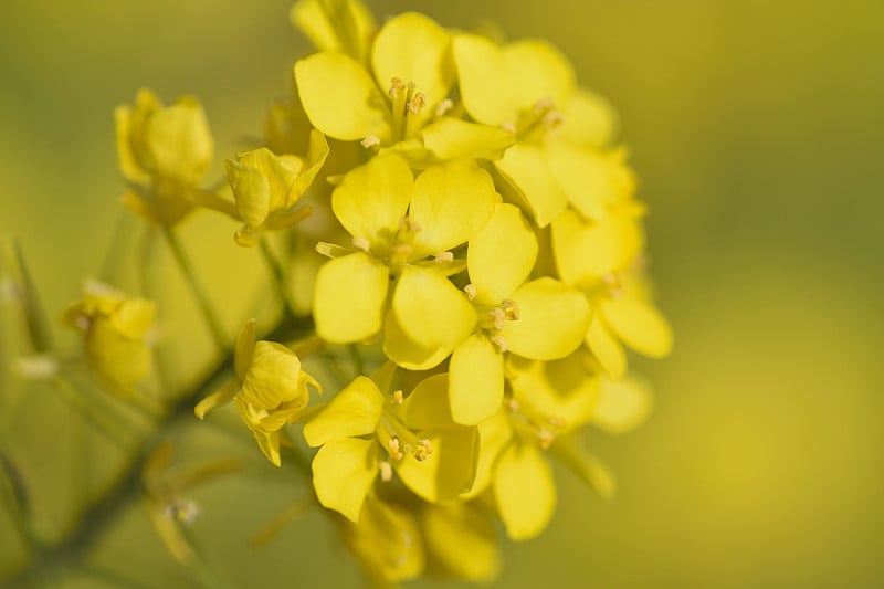 黄色盛开的油菜或油菜籽花的宏观结构