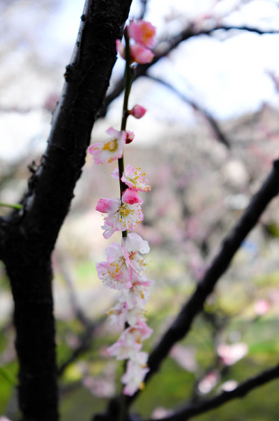 梅花，日本杏子