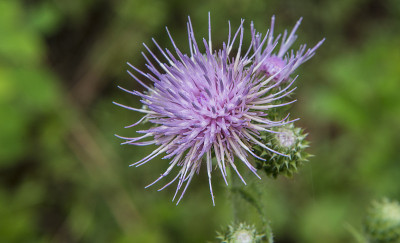 山蓟的紫色花(Cirsium Callilepis)