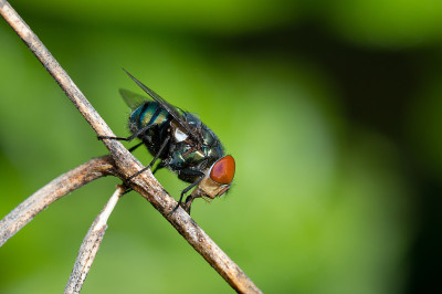 blow-flies