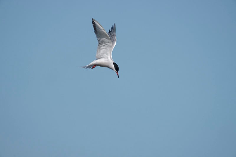 普通燕鸥，Sterna hirundo